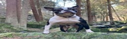 Boston Terrier dogs for stud: Small Proven Boston Terrier Stud in Doncaster - Advert 20
