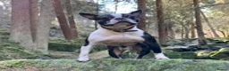 Boston Terrier dogs for stud: Small Proven Boston Terrier Stud in Doncaster - Advert 20