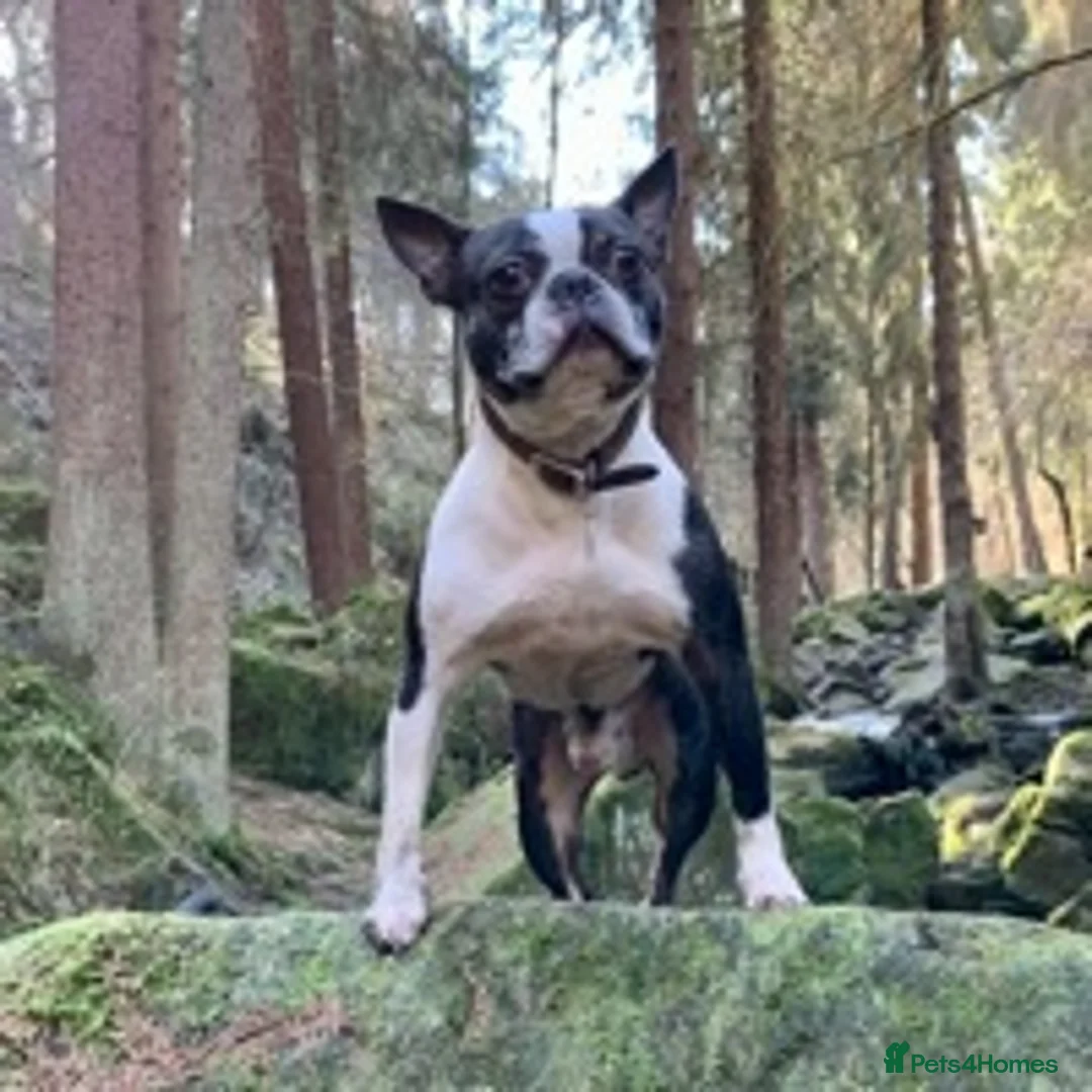 Boston Terrier dogs for stud: Small Proven Boston Terrier Stud in Doncaster - Advert 20