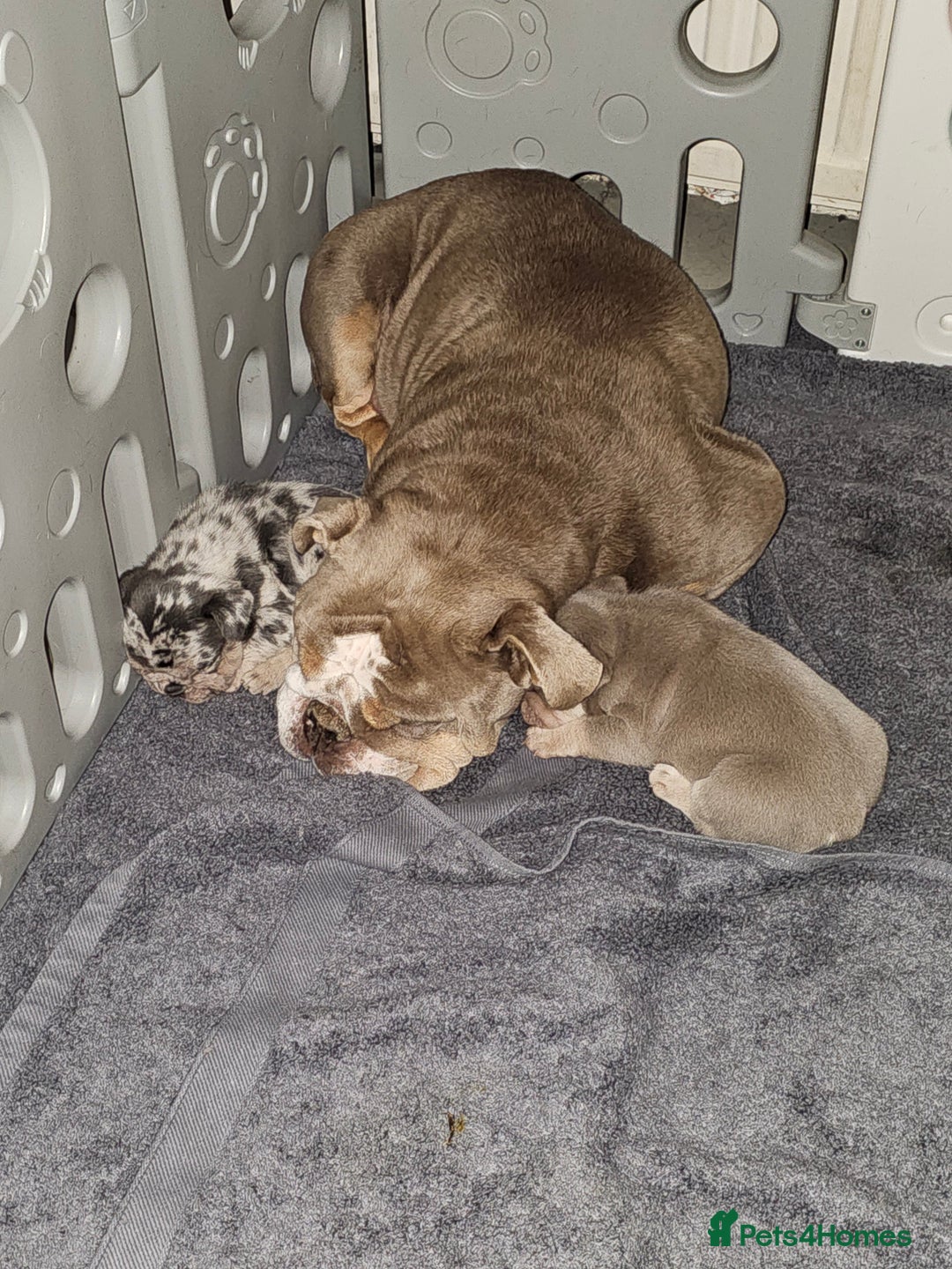 Mixed Breed dogs for sale: Micro exotic,s. - Advert 25