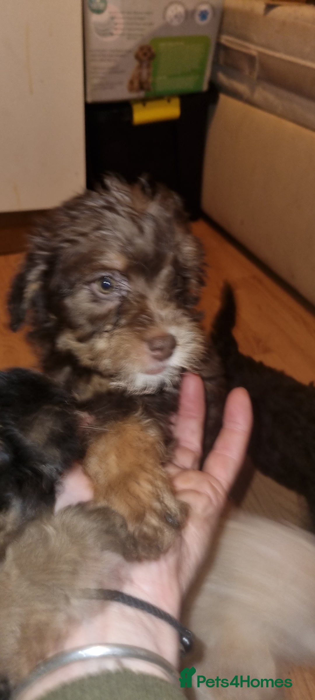 Westiepoo dogs for sale: WESTIEPOOS MAGiCAL X's SUPER SMOOTH SILKY n SOFT - Advert 7