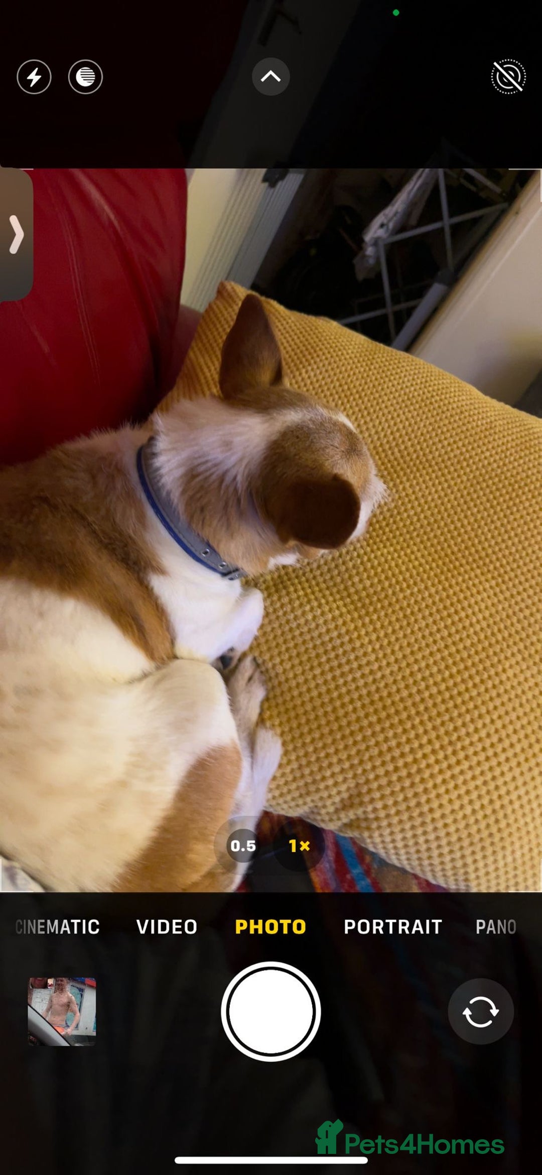 Mixed Breed dogs for sale: Free  - Advert 5