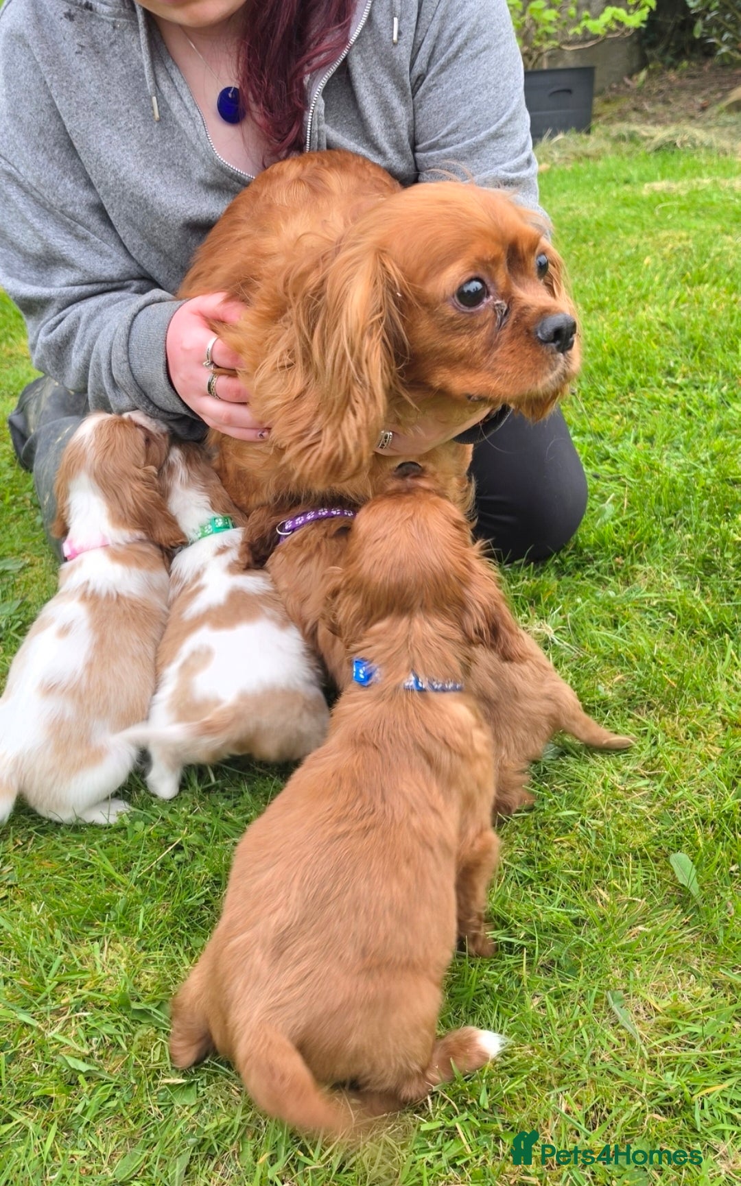 King Charles Spaniel dogs 6 beautiful King Charles Spaniels  - Advert 2