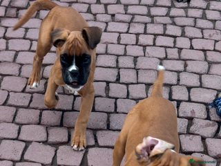 Boxer dogs - Advert 20