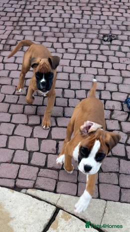 Boxer dogs - Advert 1