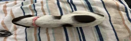 German Shorthaired Pointer dogs for sale: KC Registered German Shorthaired pointer puppies  - Advert 5