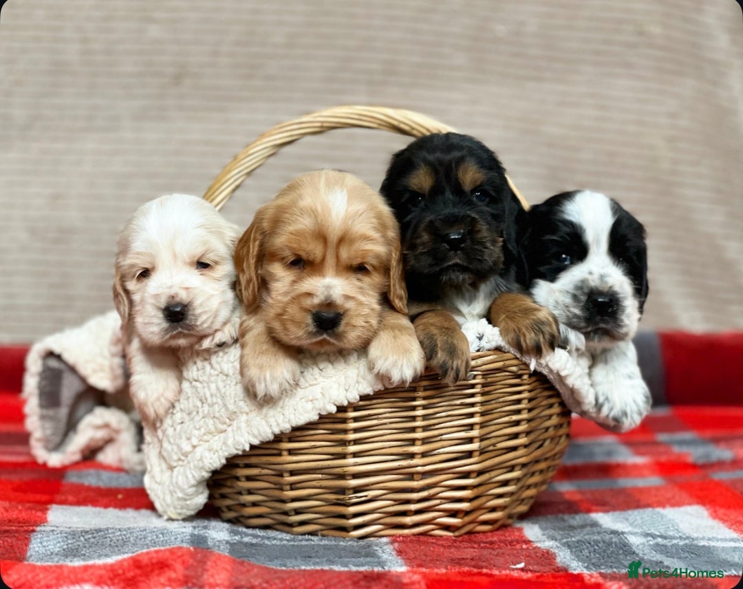 Cocker Spaniel dogs for sale: SHOW TYPE COCKER SPANIEL PUPPIES  - Advert 3