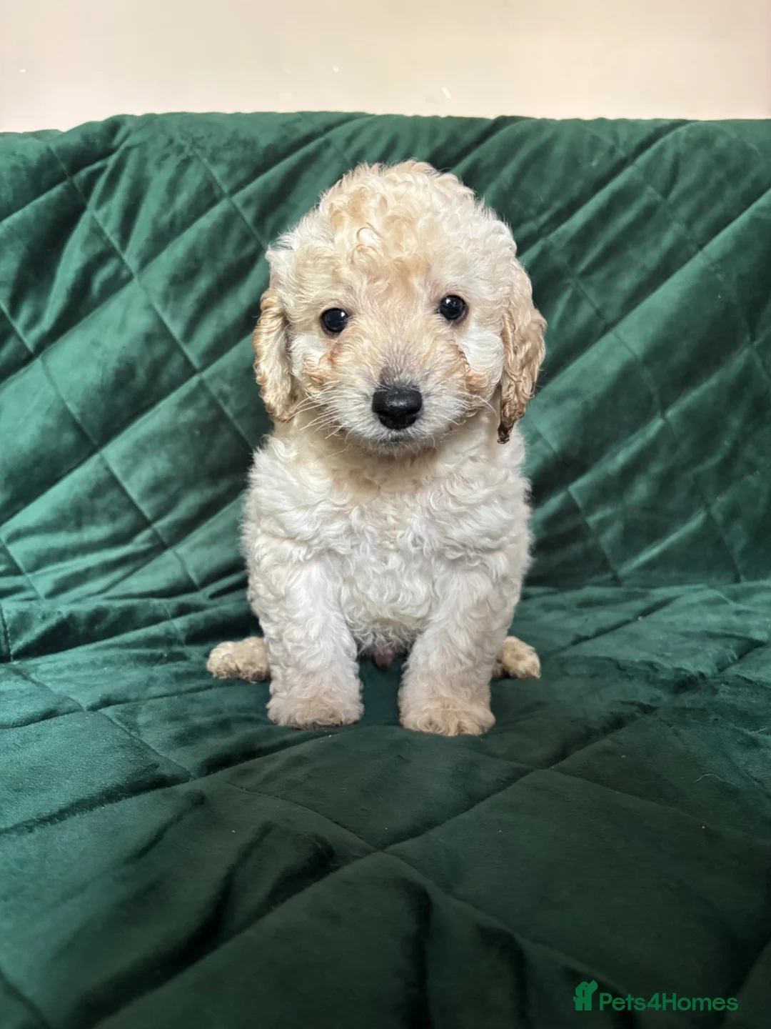Cockapoo dogs for sale: Last little boy left Beautiful cockapoo puppies - Advert 2