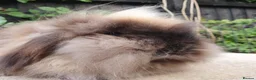 Mini Lion Lop rabbits for sale: Double maned lionlop doe - Advert 4