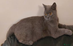 Mixed Breed cats for sale: 3 kittens for sale-mother British Shorthair  - Image 2