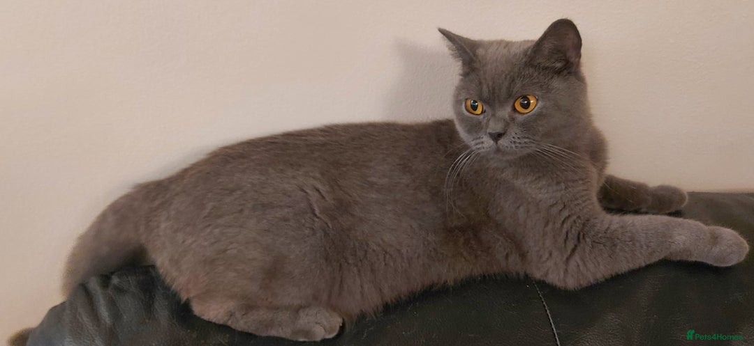 Mixed Breed cats for sale: 3 kittens for sale-mother British Shorthair  - Image 2