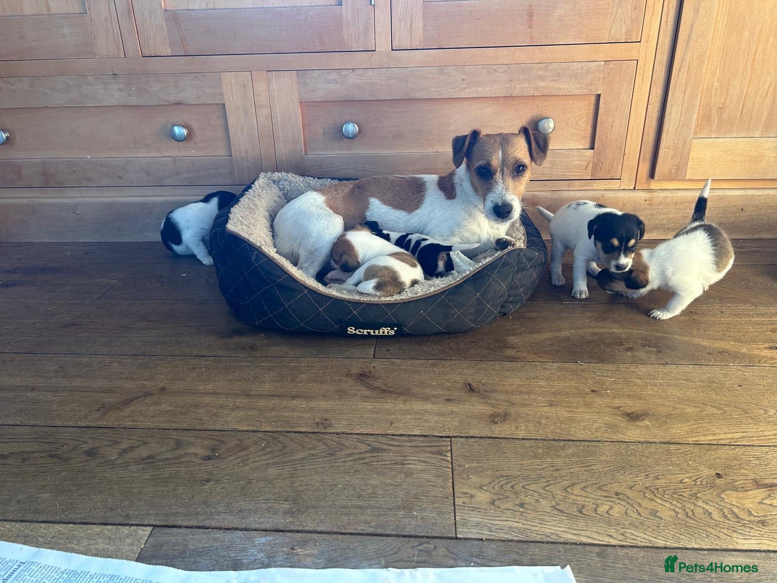 Jack Russell dogs Jack Russell puppies - Advert 1
