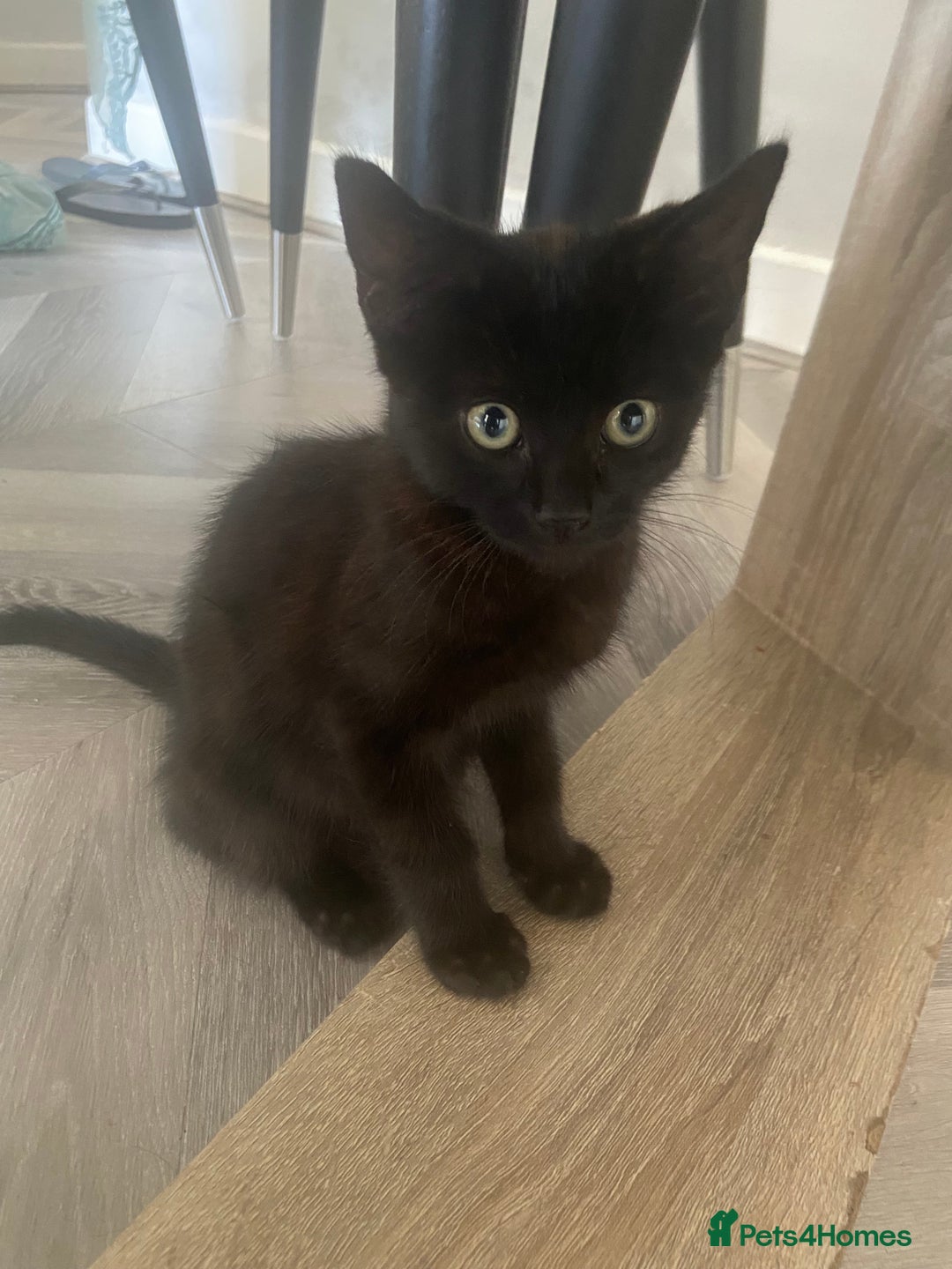 York Chocolate cats for sale: York Choclate Male and female kitten  - Image 2