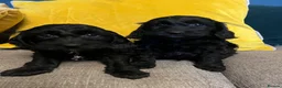 Cockapoo dogs for sale: Cockapoo puppies from health clear parents  - Advert 6