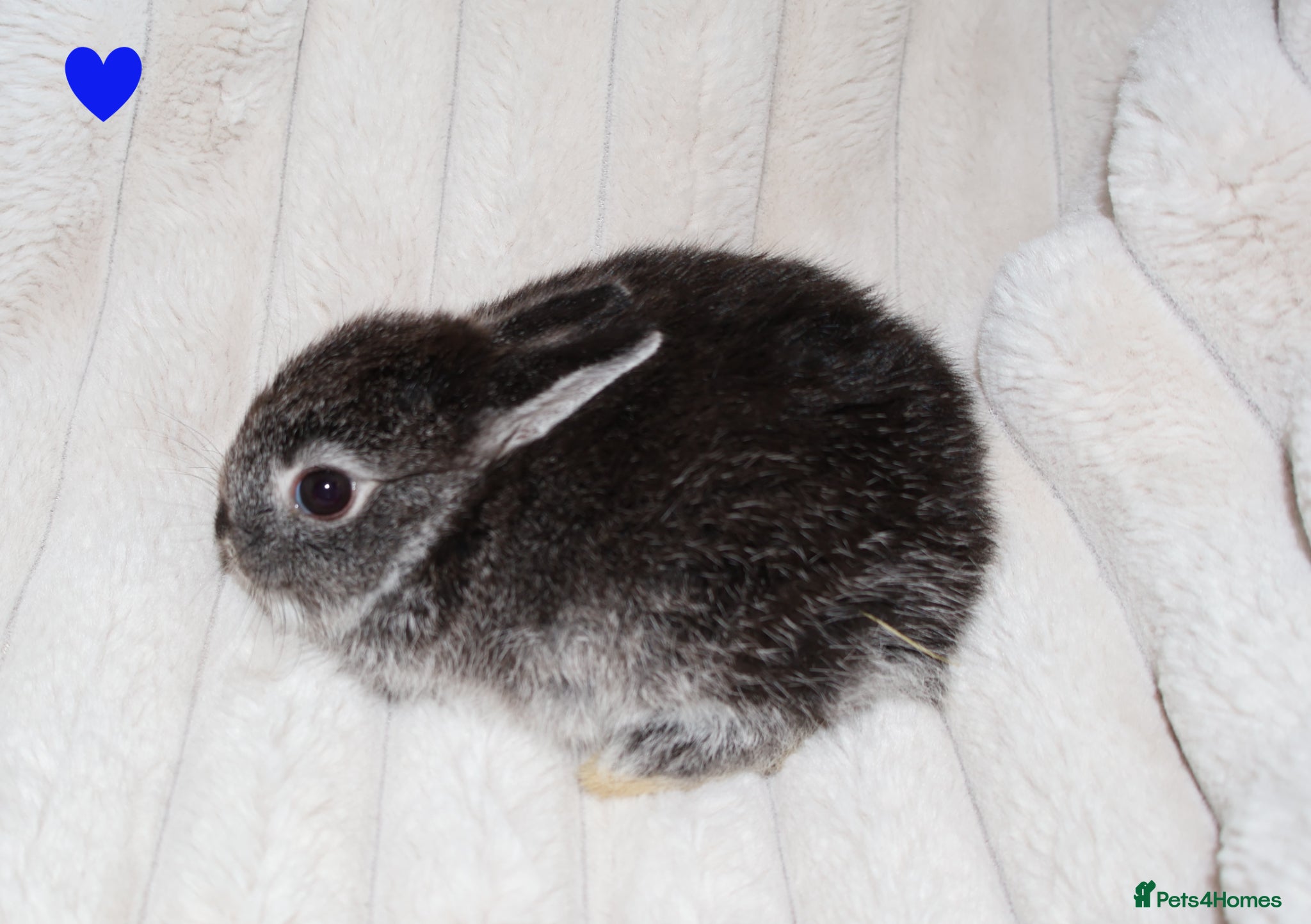 Netherland Dwarf rabbits 🐰 Netherland Dwarf Rabbits for Sale 🐰 - Advert 1