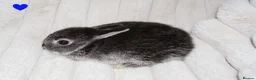 Netherland Dwarf rabbits for sale: 🐰 Netherland Dwarf Rabbits for Sale 🐰 in Southall - Advert 7