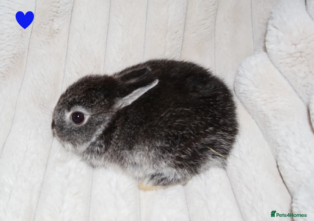 Netherland Dwarf rabbits for sale: 🐰 Netherland Dwarf Rabbits for Sale 🐰 - Advert 1