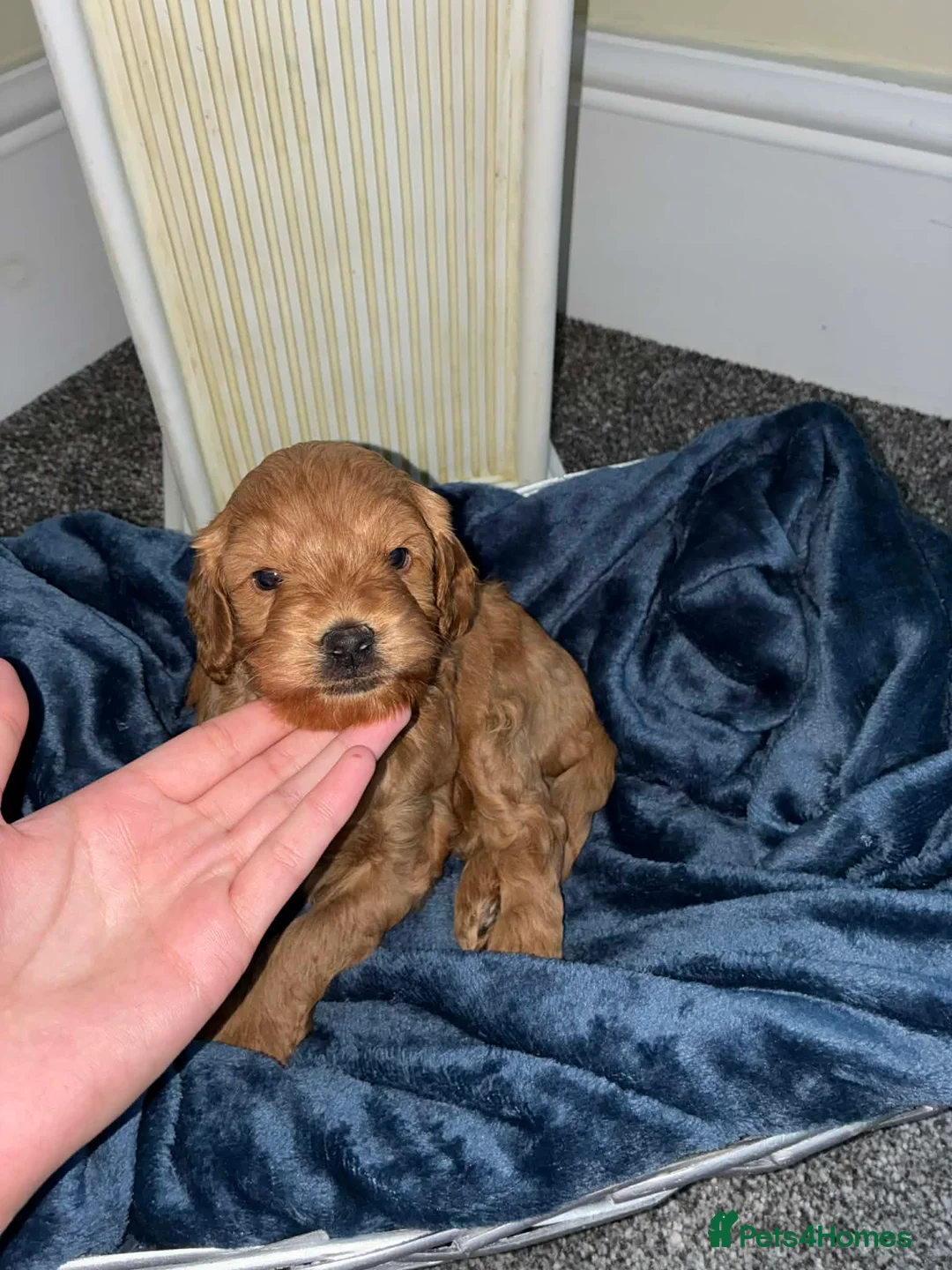 Cockapoo dogs for sale: Three FB2 beautiful cockapoo puppies - Advert 1