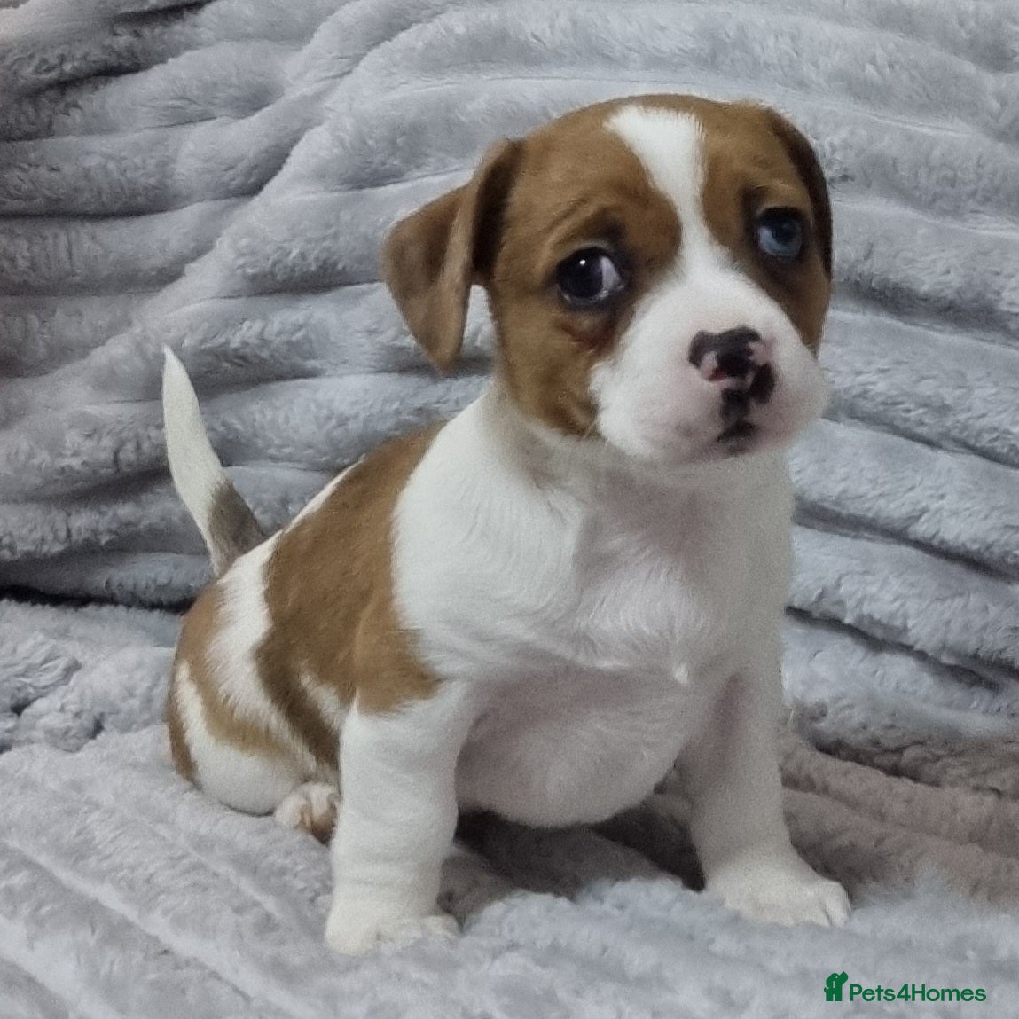 Jack Russell dogs Jack Russell Pups - just one left! - Advert 1