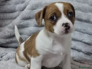 Jack Russell dogs Jack Russell Pups - just one left! - Advert 1