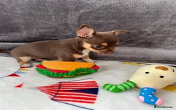 Chihuahua dogs for sale: 3 beautiful chihuahuas - Image 15