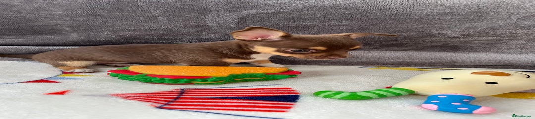 Chihuahua Puppy 3