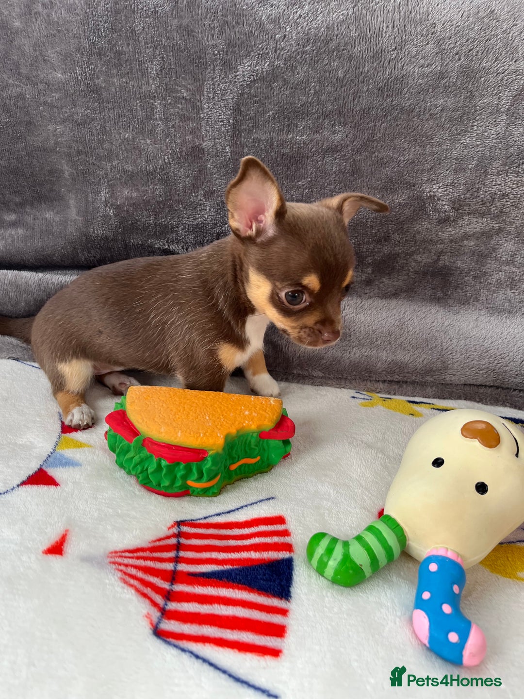 Chihuahua dogs for sale: 3 beautiful chihuahuas - Image 15