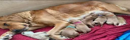 Golden Retriever dogs for sale: Family raised, fox red golden retriever puppies. - Advert 7
