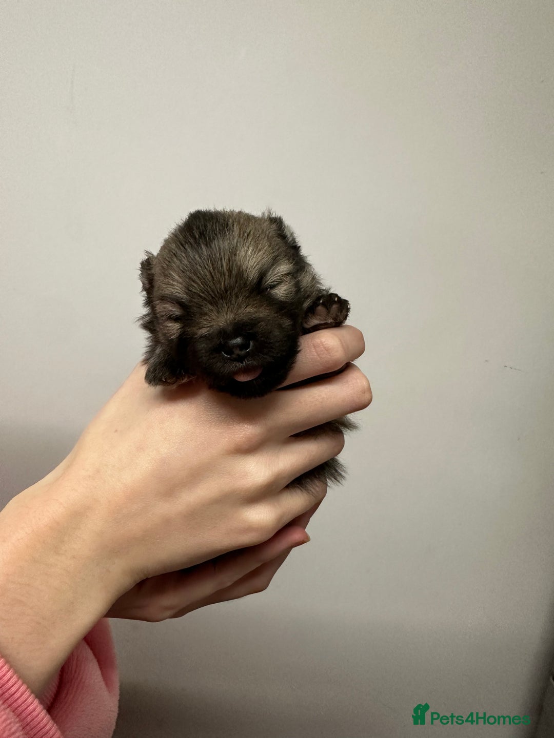 Pomeranian dogs for sale: GORGEOUS POMERANIAN PUPPIES 🐶🐶🐶🐶🐶 - Advert 23