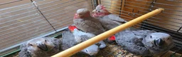 Cockatoo birds for sale: Hand-Raised cockatoo Galah Baby Parrot - Advert 12