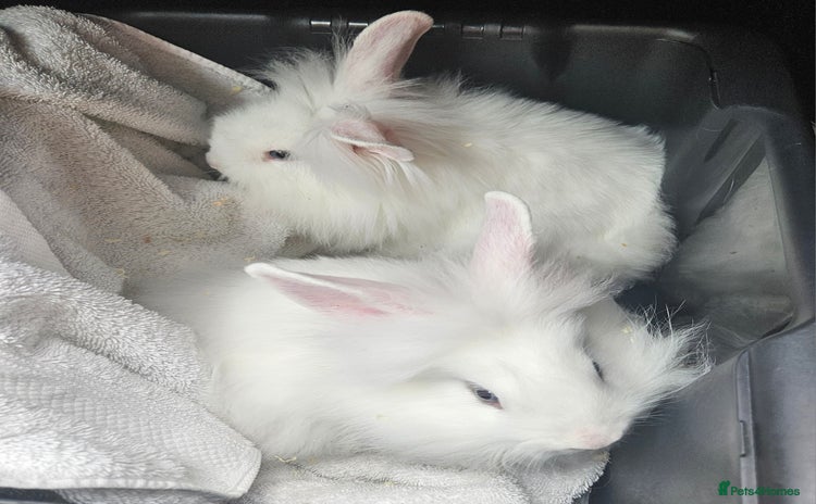 Mini Lop rabbits - Advert 2