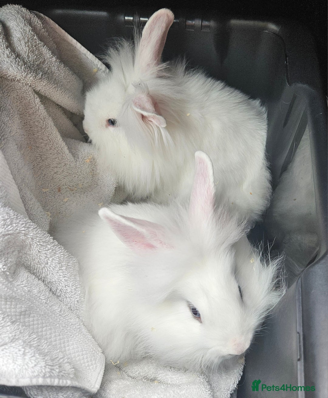 Mini Lop rabbits for sale: 2 beauiful sisters white lion mini lops  - Image 1