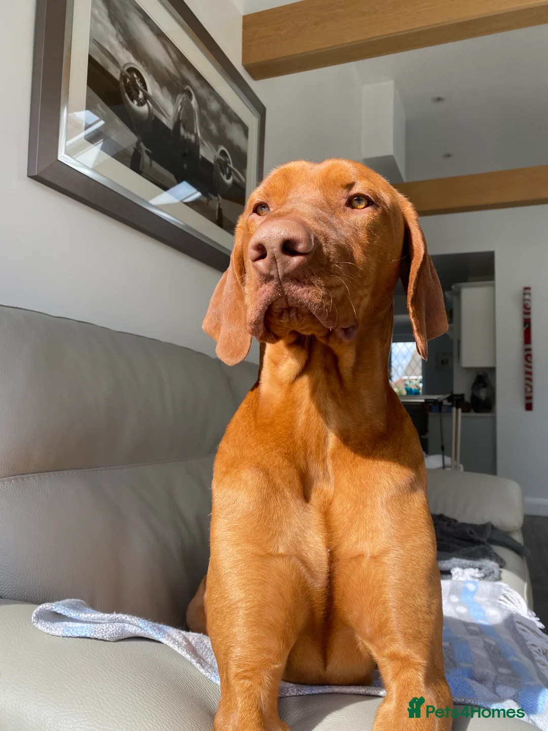 Hungarian Vizsla dogs for stud: Proven KC Registered Hungarian Vizsla in Reading - Advert 13