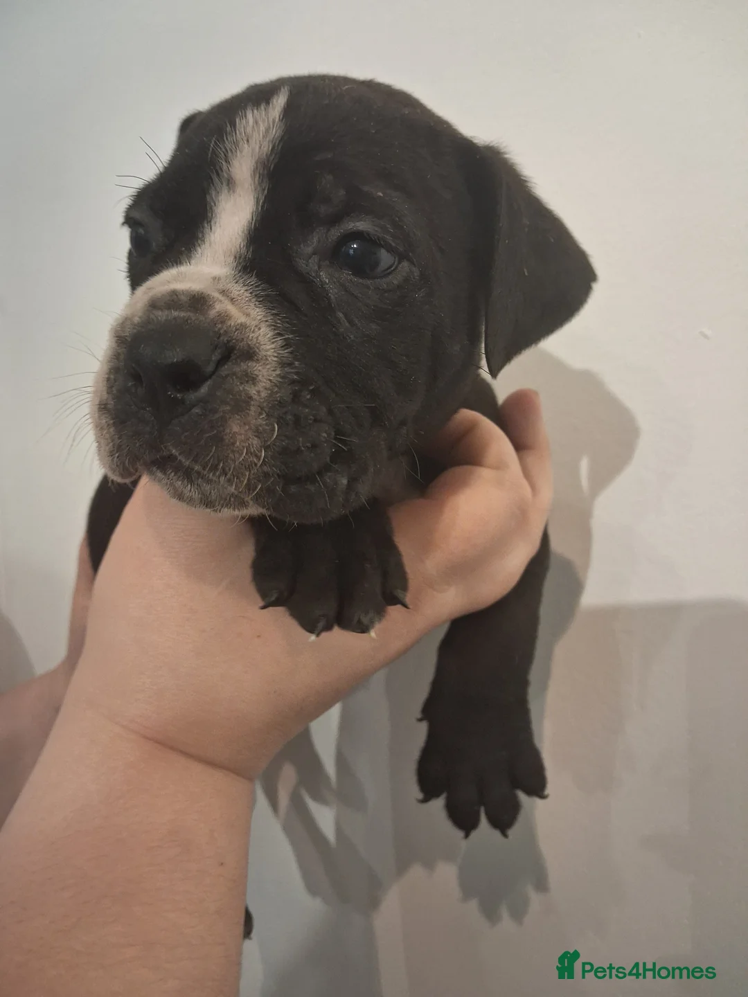 Mixed Breed dogs for sale: Alapaha Blue Blood Bulldog X Cane Corso Puppies  - Advert 28