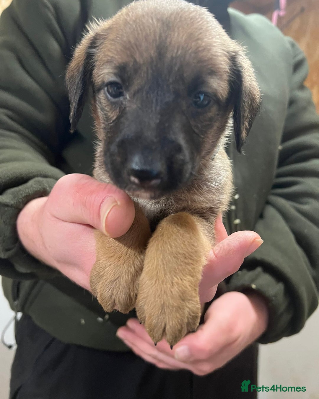 Mixed Breed dogs for sale: F1 Beddy whippets  - Advert 12