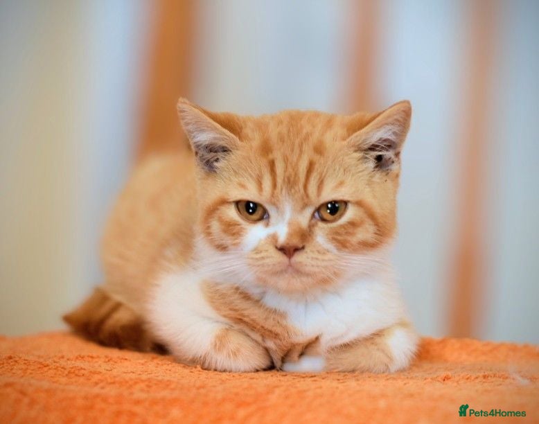 British Shorthair cats Gccf reg British Shorthair - Ready Now - Advert 5