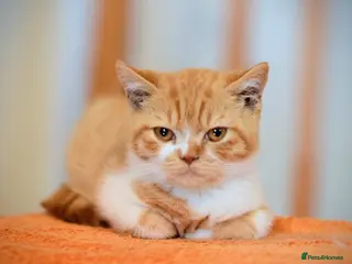 British Shorthair cats Gccf reg British Shorthair - Ready Now - Advert 5