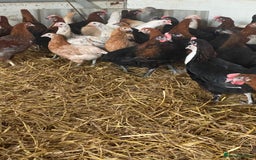 Chickens poultry for sale: Chickens- Mixed Breeds and POL Available! in Nantwich - Image 3