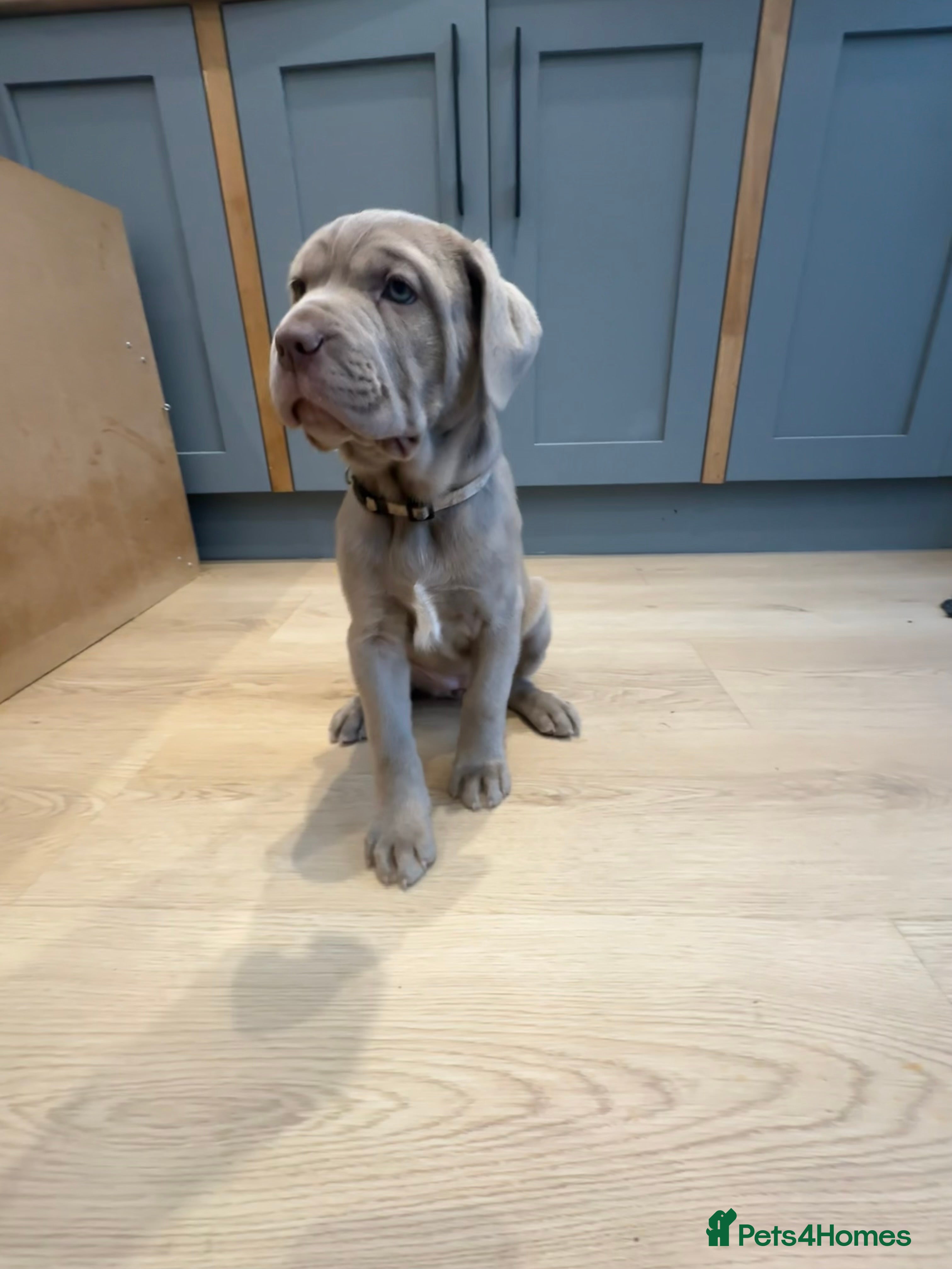 Mastiff dogs Neapolitan x Cane Corso Mix - Advert 2