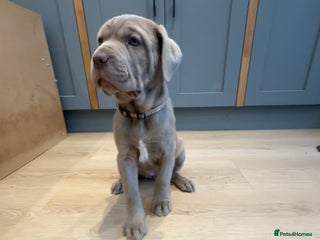 Mastiff dogs Neapolitan x Cane Corso Mix - Advert 2
