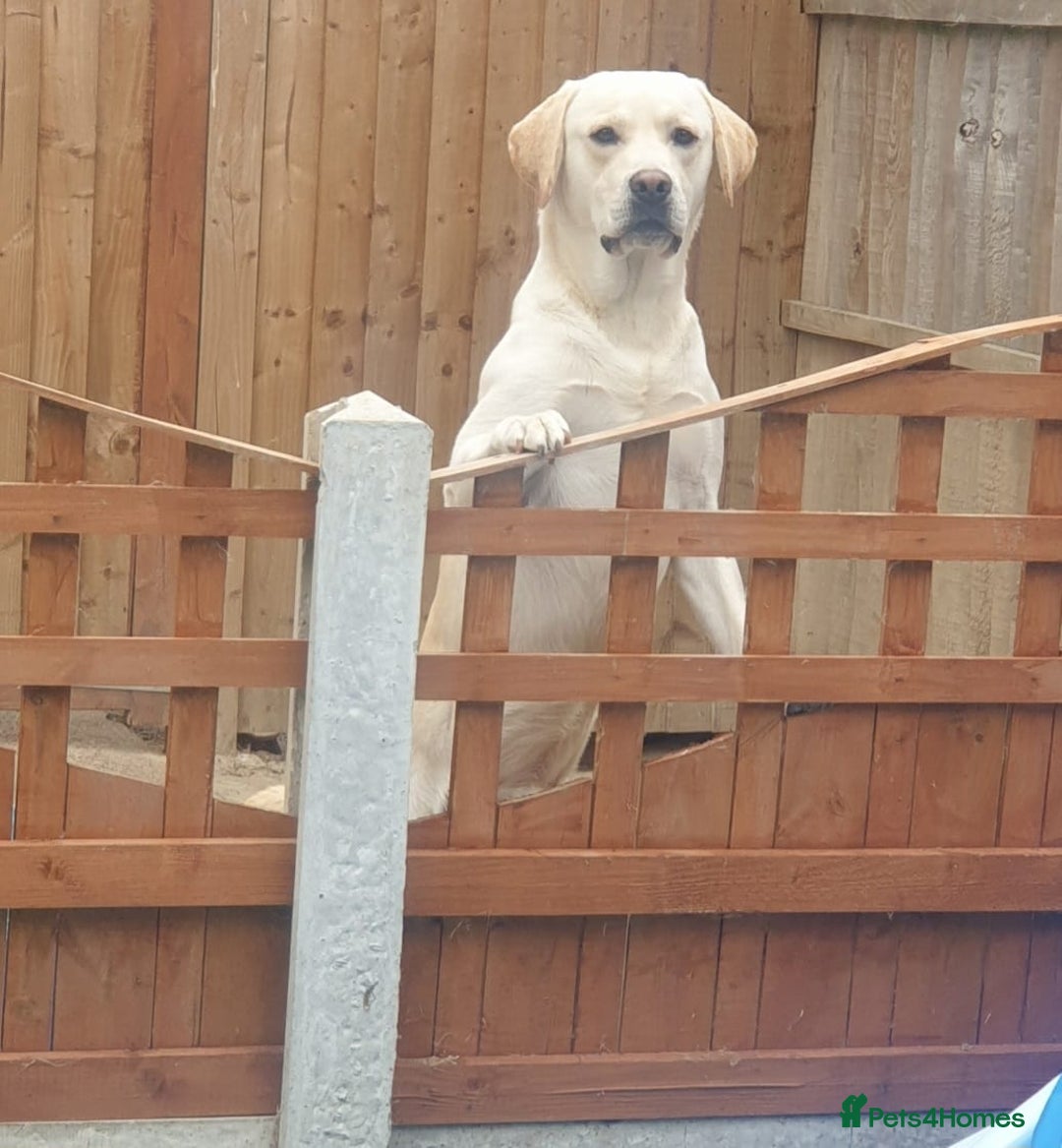 Labrador Retriever dogs for sale: Two beautiful boys - Advert 20