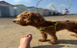 Cockapoo dogs for stud: Stud dog (not for sale) - Image 6