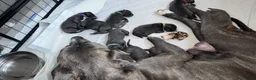 Cane Corso dogs for sale: Cane corso puppies - Advert 21
