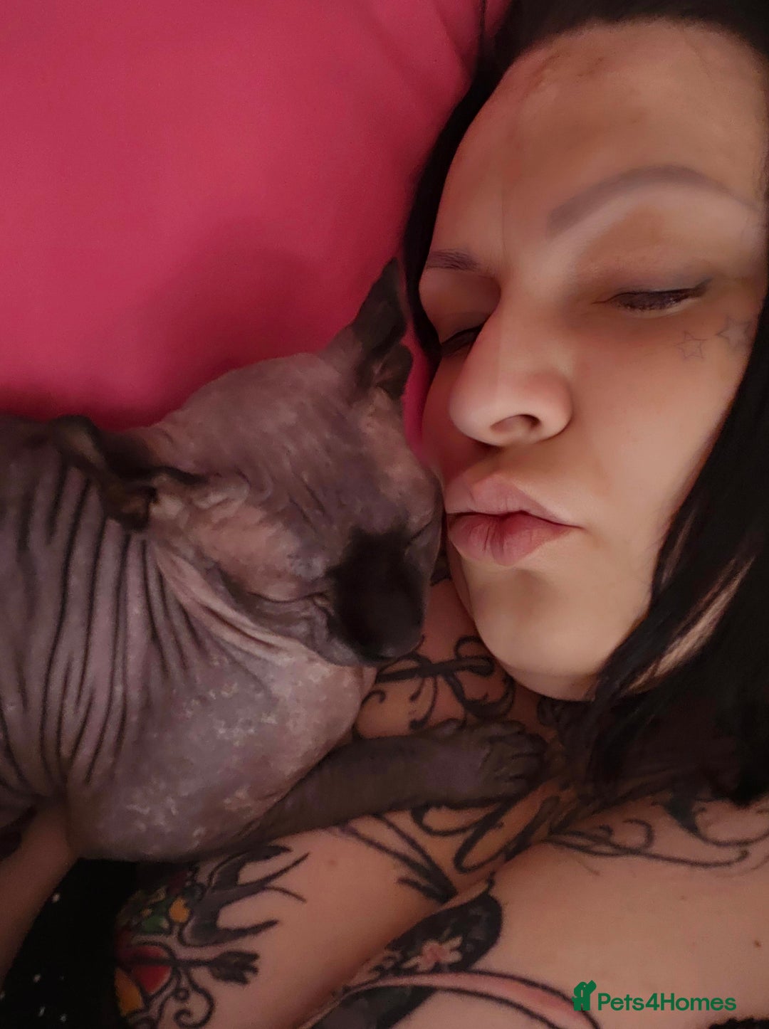 Sphynx cats for sale: Gorgeous girl - Image 5
