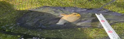 Koi Carp fish for sale: Pond closure in Dudley - Advert 12