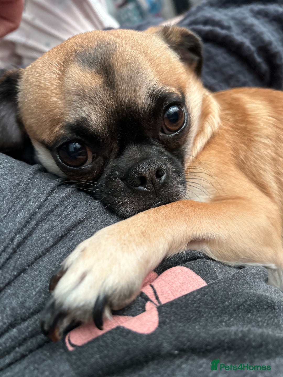 Chug dogs for sale: Winston - Chug - Advert 4