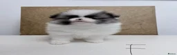 Pomeranian dogs for sale: Pomeranian Puppies – Home Raised With Mum & Dad - Advert 29