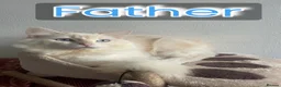 Mixed Breed cats for sale: Six Adorable Ragdoll X Norwegian Forest Kittens - Advert 20