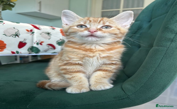 Domestic Shorthair cats - Advert 12