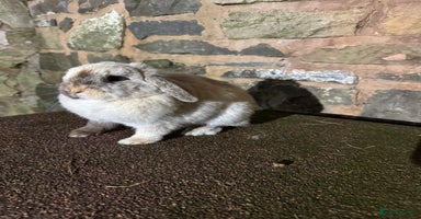 Mini Lop rabbits Lilac self buck chocolate harli female mini lops  - Advert 8